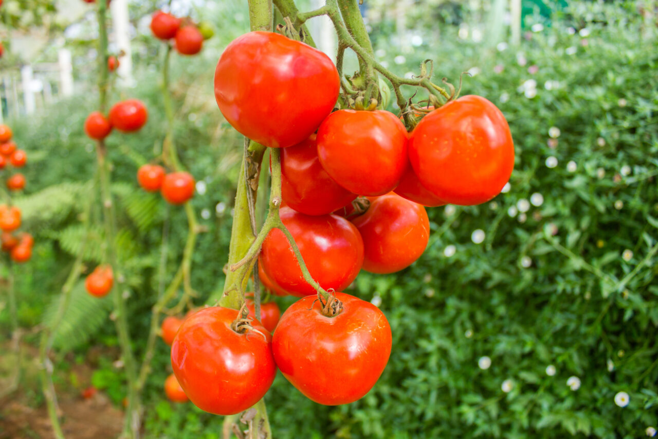 fnv-en-cbl-willen-arbeidsomstandigheden-in-italiaanse-tomatenketen